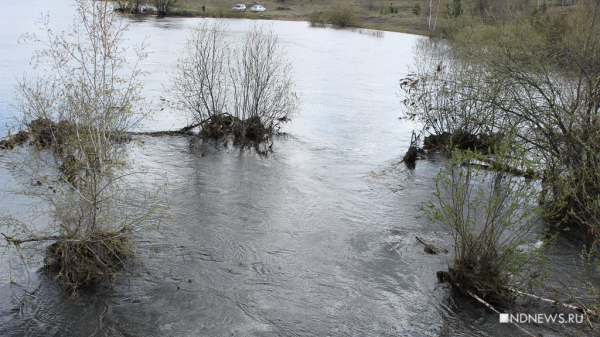 Из Сены достали четырех мертвых негров