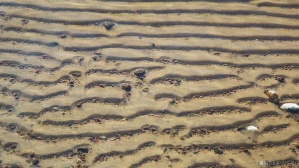 Ученые обнаружили в Чили окаменелость небольшого млекопитающего, которое жило с динозаврами