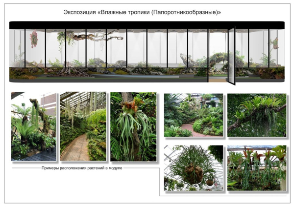 Орхидеи, суккуленты, папоротники: сотрудники ботсада ЧелГУ рассказали о зеленом атриуме, который появится в кампусе Орхидеи, суккуленты, папоротники: сотрудники ботсада ЧелГУ рассказали о зеленом атриуме, который появится в кампусе