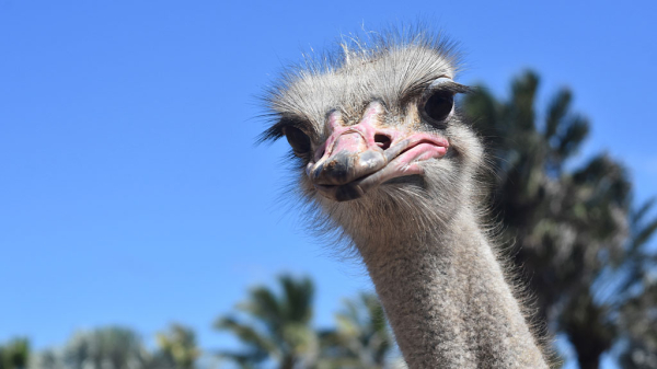 В Канаде застрелят 400 страусов из-за угрозы птичьего гриппа