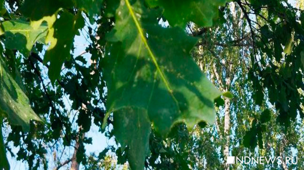 Деревья предупреждают об извержении вулкана задолго до его начала