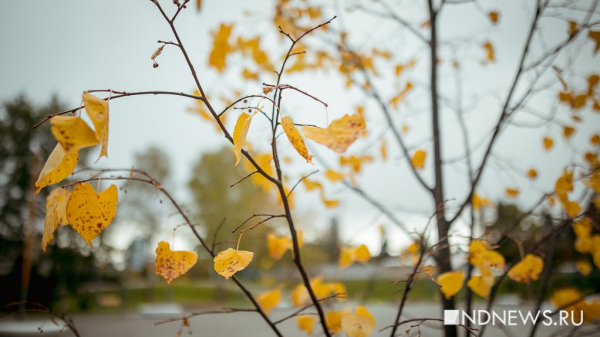 В Свердловской области потеплеет до +14, а потом пойдет снег